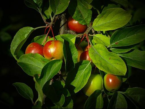 I first took this earlier in the year-crab-apples.jpg