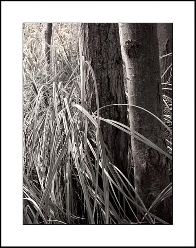 First Attempt at BW conversion-genesis-tree-grass2.jpg