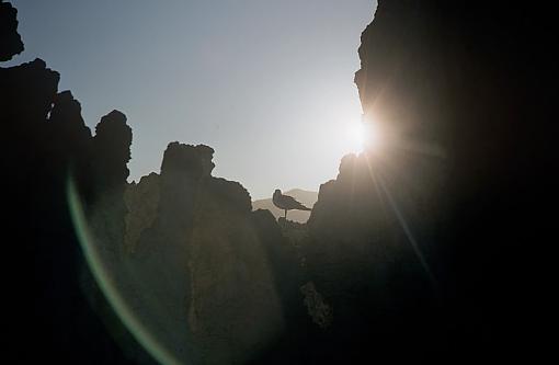 Bird and Rock-lonepine_2_sept2009_px800.jpg