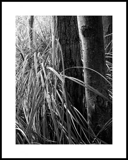 First Attempt at BW conversion-genesis-tree-grass3.jpg