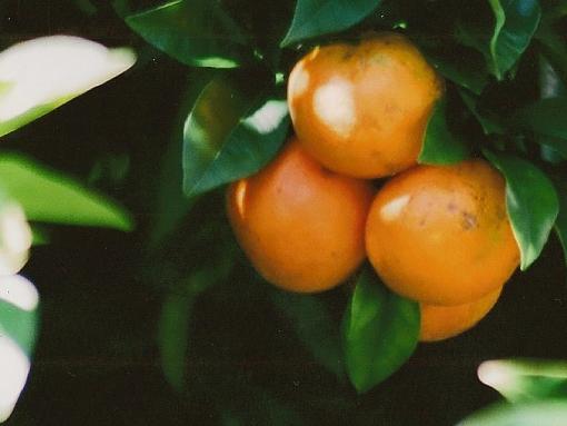 Fresh Cristmas Oranges-scan0059.jpg