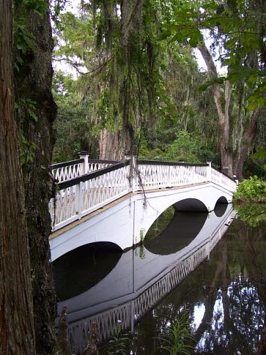 Bridge and Flower-magnolia-bridge-tree-anchor.jpg