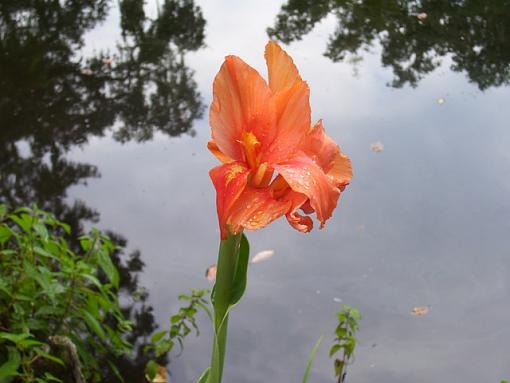 Bridge and Flower-flower-rain.jpg