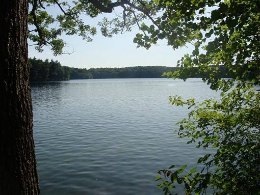 Walden Pond-walden-pond-tree-anchor.jpg