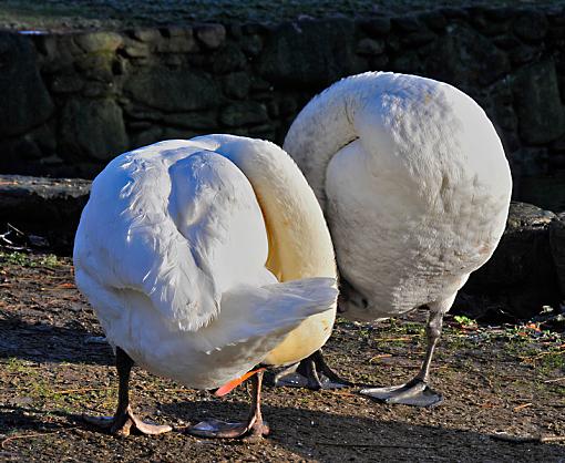 Synchronism, game or learning?-sincronismo-005-u.jpg