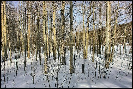 Tree Maze-img_0087tahoehdr_10.jpg