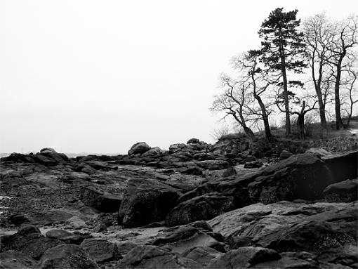 Textures at the beach---the last is a bit graphic-trees-2-post.jpg