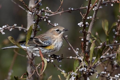 Yellow Rumped (Myrtle) Warbler at home-yellow-rumped-warbler.jpg