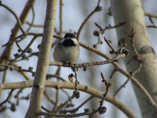 Chickadee-dsc01588-676-x-507-.jpg