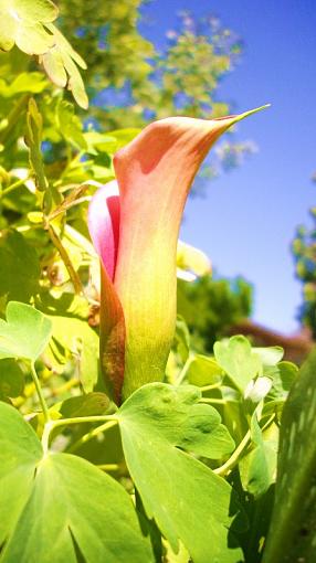 Click image for larger version.&nbsp;

Name:	Calla.JPG&nbsp;
Views:	77&nbsp;
Size:	94.9 KB&nbsp;
ID:	75807