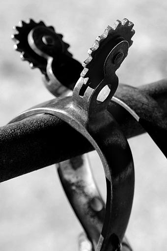 On the Fence-dsc_7769-4c-bw-8x12-800.jpg