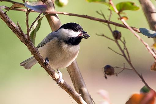 Black Capped Chickadee-lunch-served.jpg