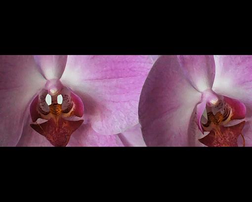 Orchids-orchid2.jpg