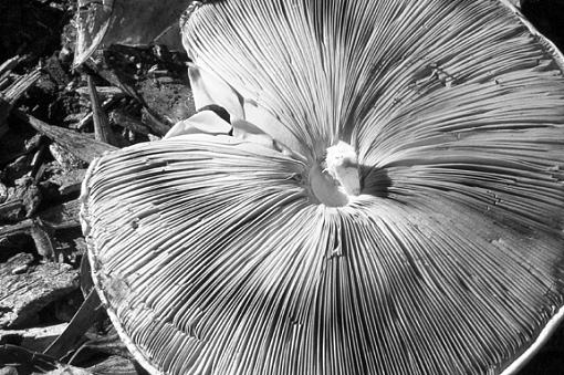 BW Mushroom-mushroom2.jpg