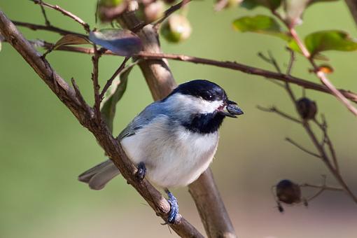 Black Capped Chickadee Redone-chickadee-redo.jpg