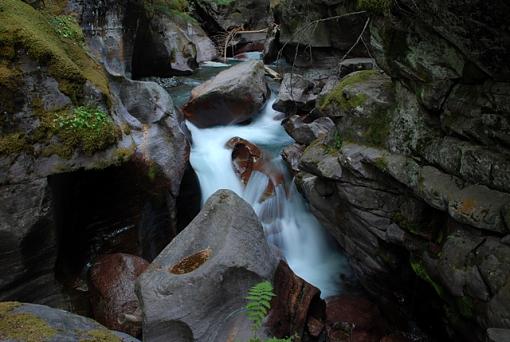 velvet waterfalls...-trail-cedars.jpg