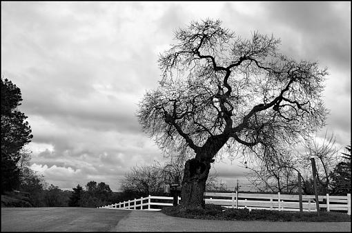 &quot;Old Oak&quot; and the frozen Squirrl-img_0062-33-800.jpg