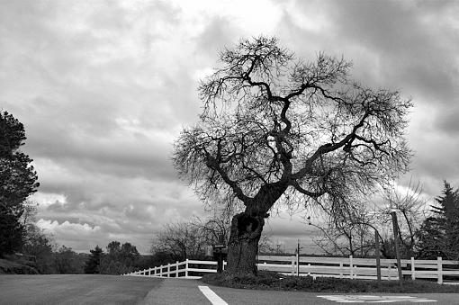 &quot;Old Oak&quot; and the frozen Squirrl-1.jpg