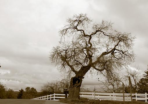 &quot;Old Oak&quot; and the frozen Squirrl-3.jpg