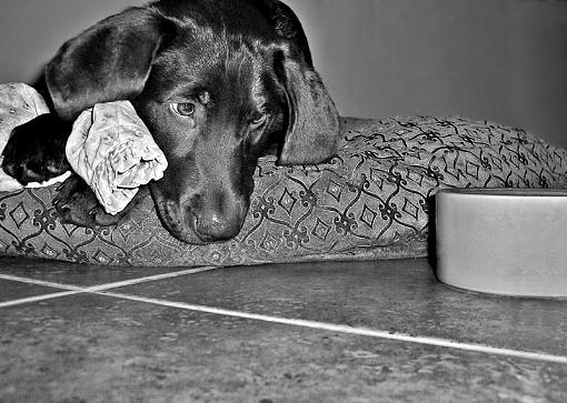 Empty Bowl..-feedme.jpg