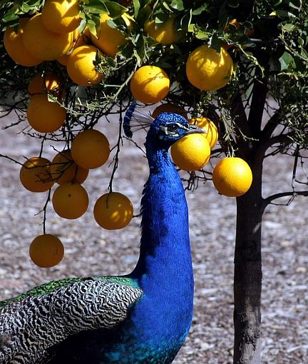 Flying Peacock-5487x800.jpg