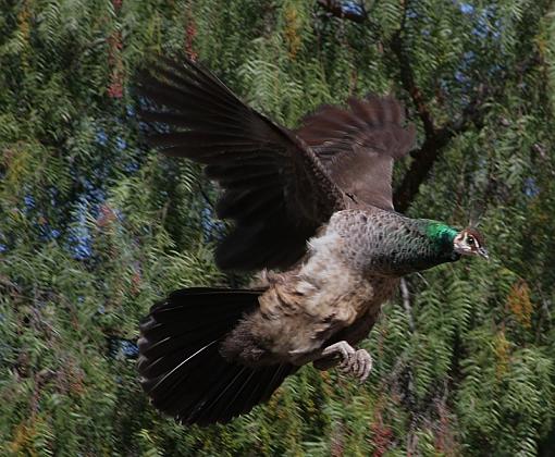 Flying Peacock-5493x800.jpg