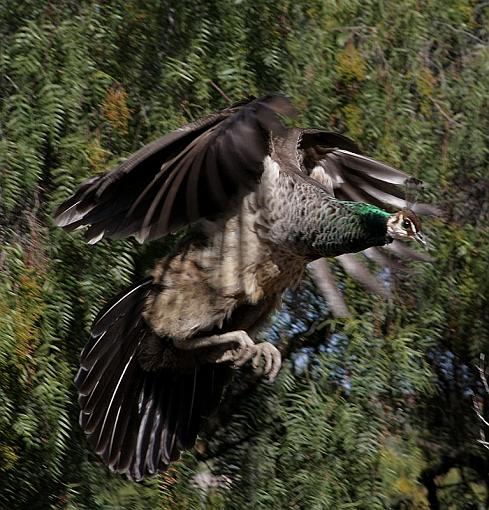 Flying Peacock-5494x800.jpg