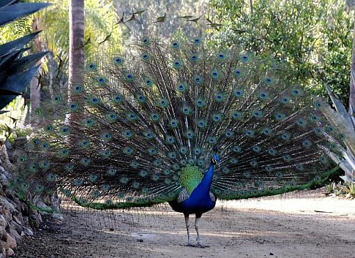 Flying Peacock-5345pr.jpg