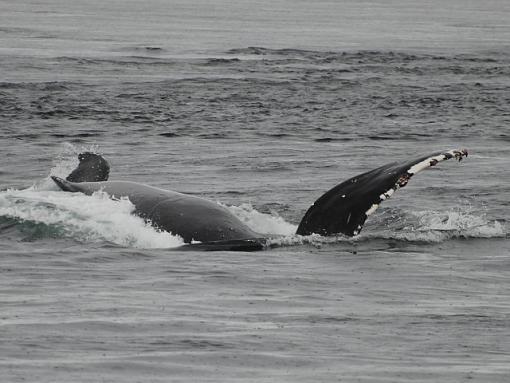 Whale of a time....-humpback2.jpg