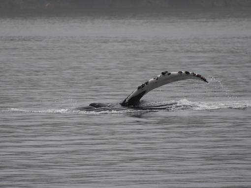 Whale of a time....-humpback3.jpg