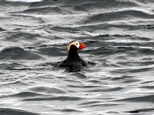 Whale of a time....-puffin.jpg