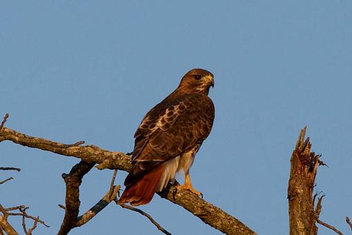 Hawk almost got me a ticket-red-tail-hawk-ii-1-1-.jpg