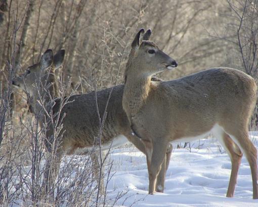 Deer-dsc01825-800-x-642-.jpg