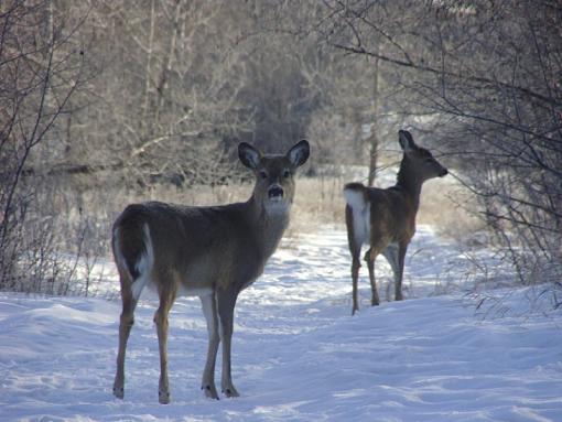 Deer-dsc01815-800-x-600-.jpg