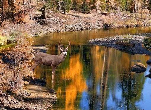 Bucks reflection-buckriver800-222.jpg