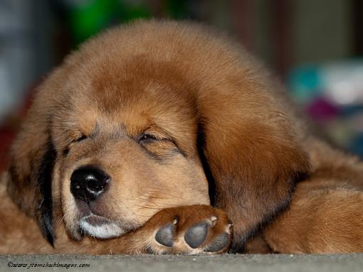 sleepy puppy-puppies-06.jpeg