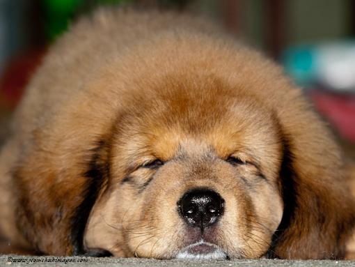 sleepy puppy-puppies-01.jpeg