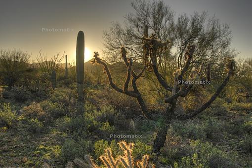 Cacti-_img0097_3_4_5_6_tonemapped_photomatix_800.jpg