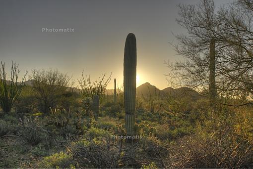 Cacti-_img0102_098_099_100_101_tonemapped_800.jpg