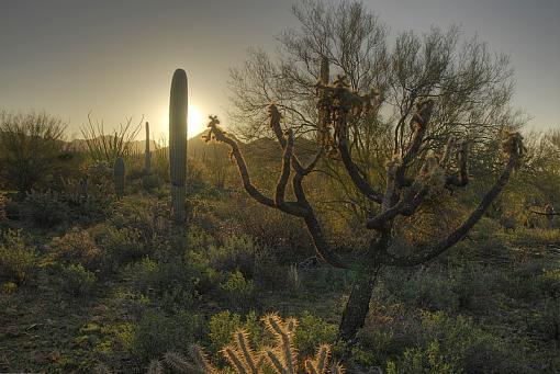 Cacti-_img0093_4_5_6_7_tonemapped_800.jpg