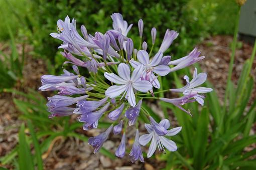 Purple Flower-purple-flower.jpg