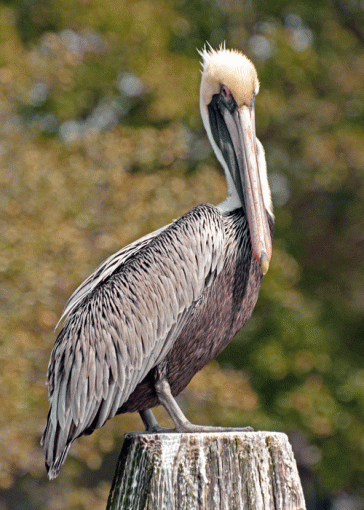 The proud pelican-_dsc7041.gif