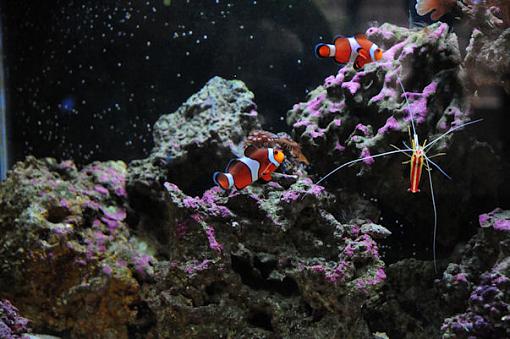 My Saltwater Fish Tank-clown-fish2.jpg