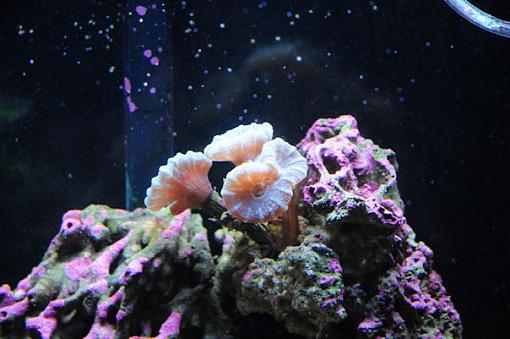 My Saltwater Fish Tank-coral2.jpg