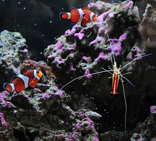 My Saltwater Fish Tank-clown-fish3.jpg