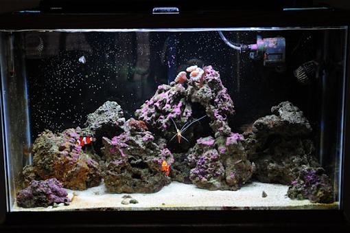 My Saltwater Fish Tank-tank.jpg