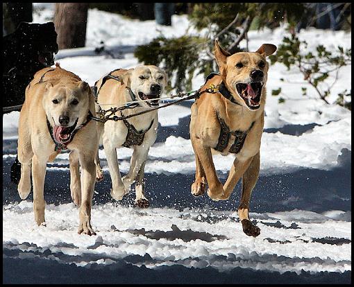 Iditarod Qualifiying Race-img_3043.jpg