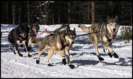 Iditarod Qualifiying Race-img_2858.jpg