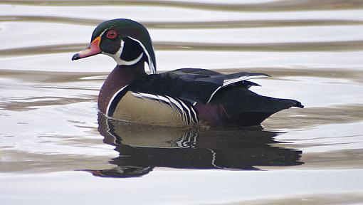 Wood Ducks-drake-wood-duck.jpg