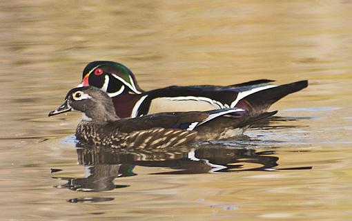 Wood Ducks-wood-duck-pair.jpg